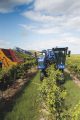 New Holland Braud 9090X Grape Harvester